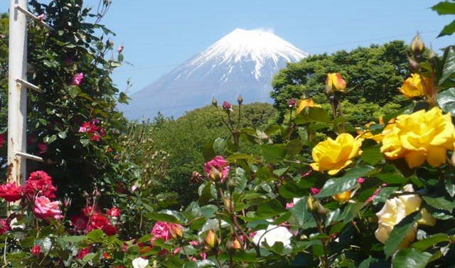 バラ＆富士山
