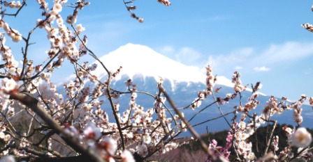 白梅と富士山③
